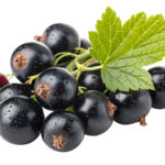 Blackcurrants