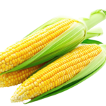Corn Fresh x 1 Foreign