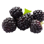 Blackberry Foreign