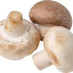 Mushroom Button