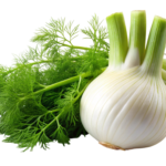 Fennel