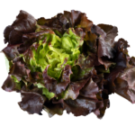 Lettuce Colour