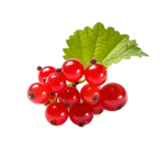 Redcurrants