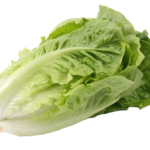 Lettuce Romaine