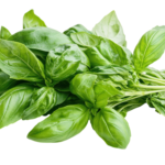 Basil Plants (small)