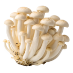 Mushroom Shimeji PKT