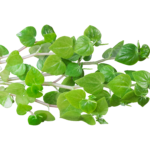 Peashoot