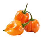 Chilli Habanero