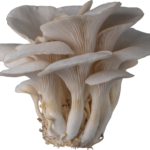 Mushroom Oyster Local PKT
