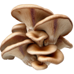 Mushroom Oyster Local