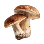 Mushroom Dry Porcini