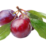 Cherry Plum Local
