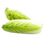 Cabbage Pointed