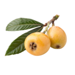 Naspli (Loquat) Foreign