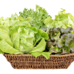 Lettuce 3 Colour in 1 Bag