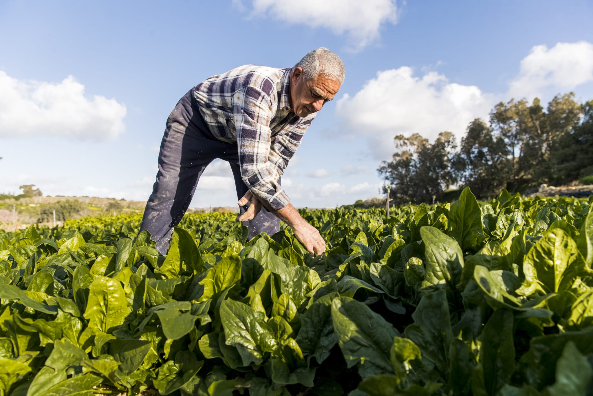 Diar Il-Bniet Fresh Produce - Farmers Working in Maltese Fields Close Up