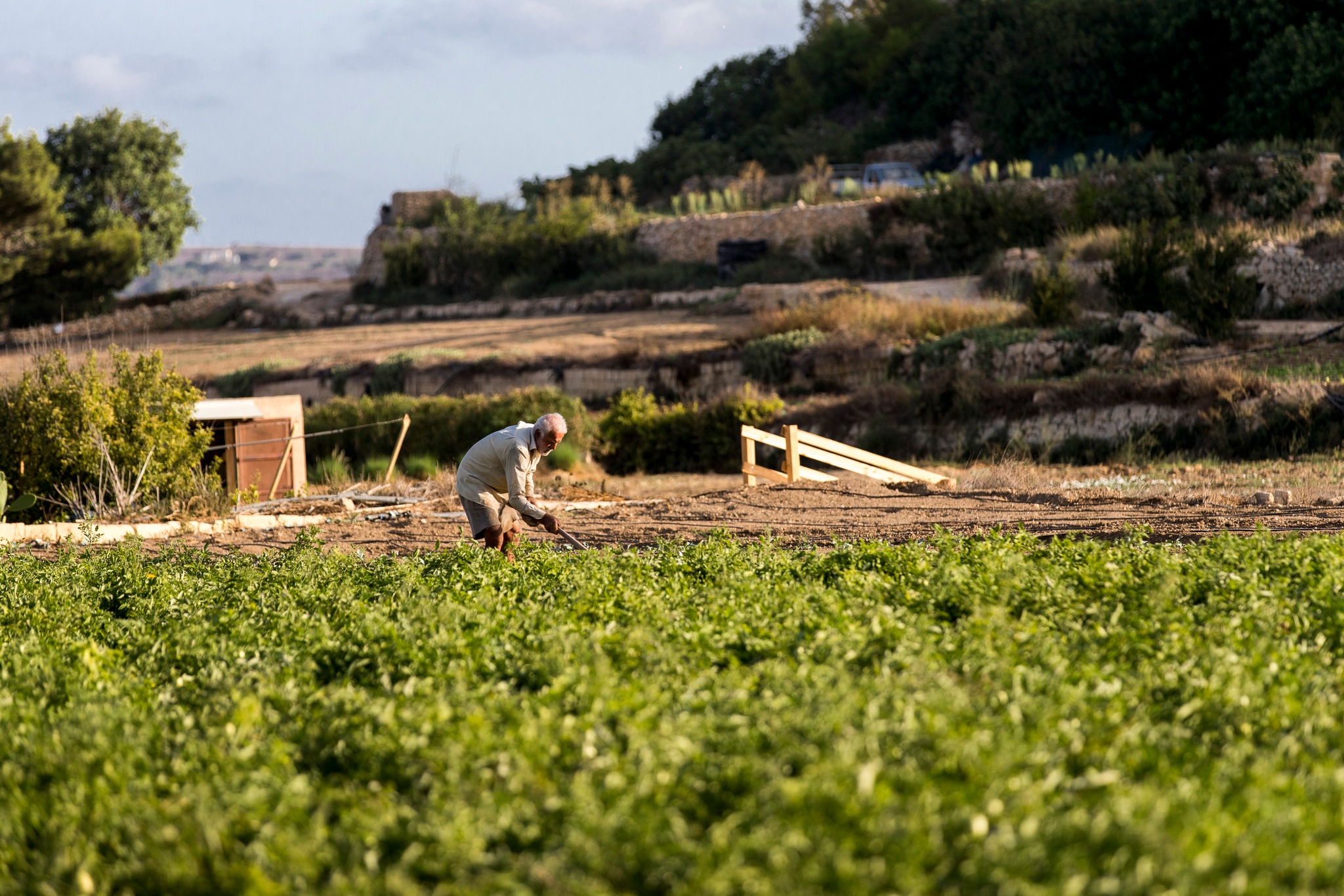 Diar Il-Bniet Fresh Produce - Farmers Working in Maltese Fields