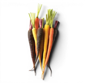 Baby Carrots Coloured