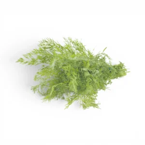 Dill