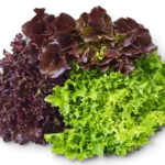 Lettuce 3 Colour