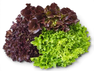 Lettuce 3 Colour