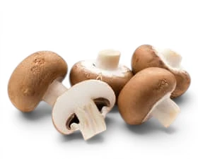 Mushroom Brown