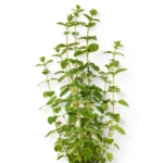 Marjoram