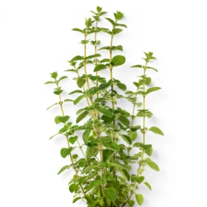 Marjoram
