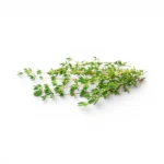 Thyme