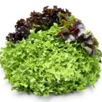 Lettuce 3 Colour in 1 Bag