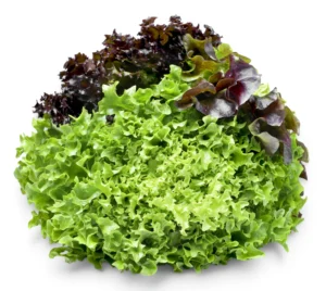 Lettuce 3 Colour in 1 Bag
