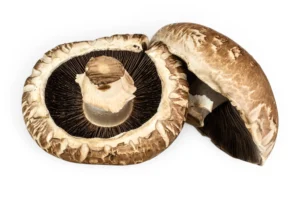 Mushroom Portobello