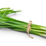 Garlic Fresh Local