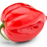 Chilli Habanero local pkt