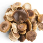 Mushroom Oyster Local