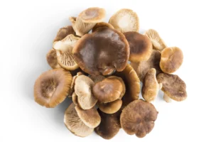 Mushroom Oyster Local