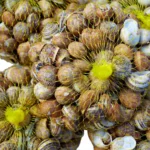 Bebbux ( Snails )
