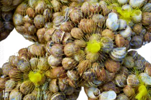 Bebbux ( Snails )