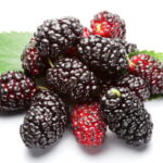 Mulberry Local (Tut) Large