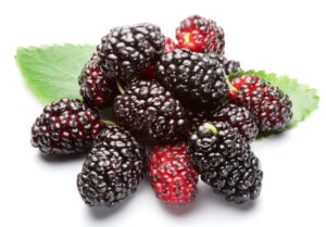 Mulberry Local (Tut) Large