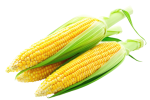 Corn Fresh x 1 Foreign