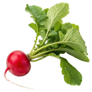Raddish