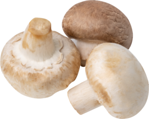 Mushroom Button