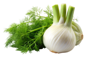 Fennel