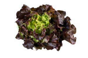 Lettuce 3 Colour