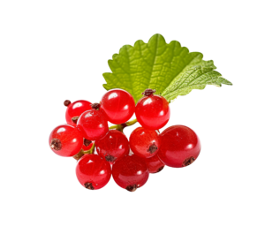 Redcurrants