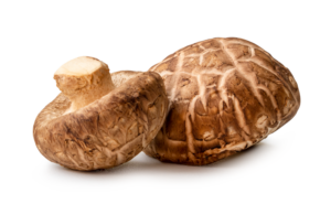 Mushroom Shiitake