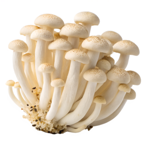 Mushroom Shimeji PKT