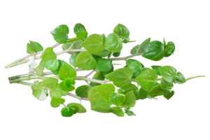 Peashoot
