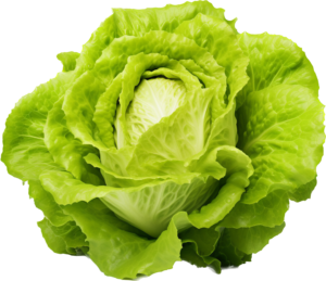 Lettuce